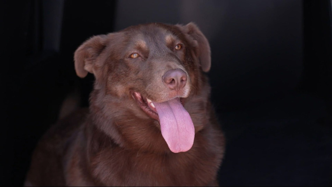 Meet Splash: Arlington's first water leak detection K-9