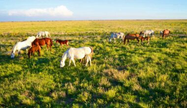 Massive Freeman Ranch Spanning Texas and Oklahoma Sells Near $128M