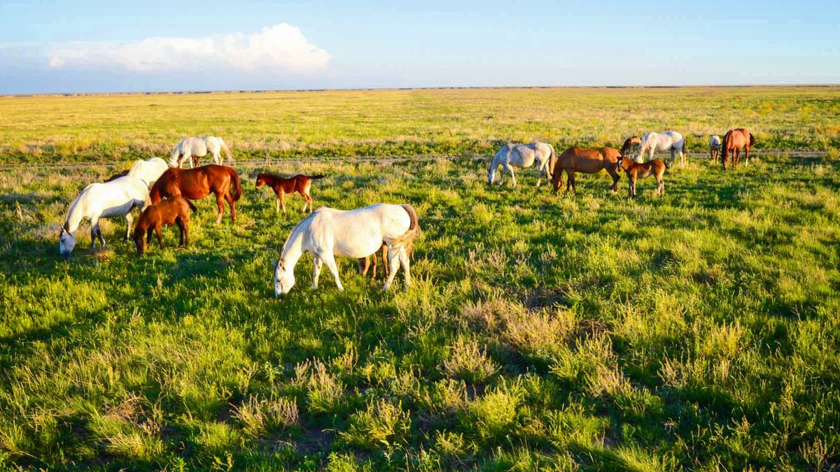 Massive Freeman Ranch Spanning Texas and Oklahoma Sells Near $128M