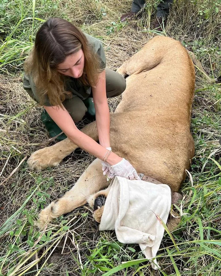 Alex Blumenfeld helping a lionCredit: Alex Blumenfeld