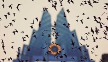 New project at Congress bridge teaches about Austin's bats