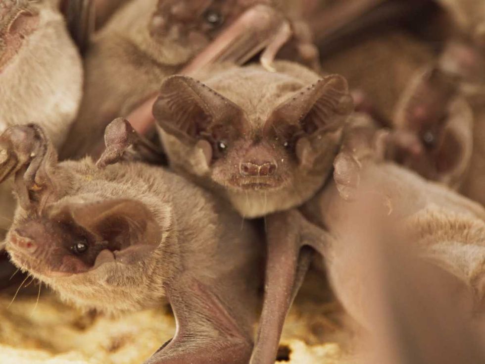 Bat City - Bats