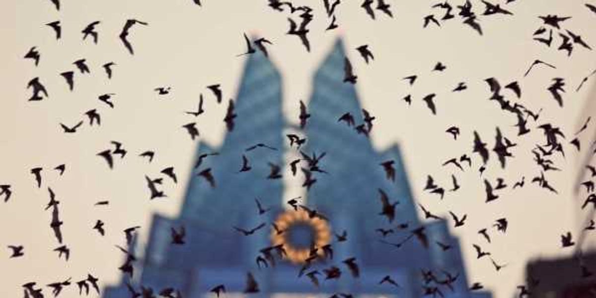 New project at Congress bridge teaches about Austin's bats