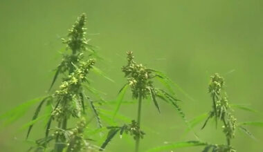 Texas lawmakers prepare for another push to ban THC during legislative session