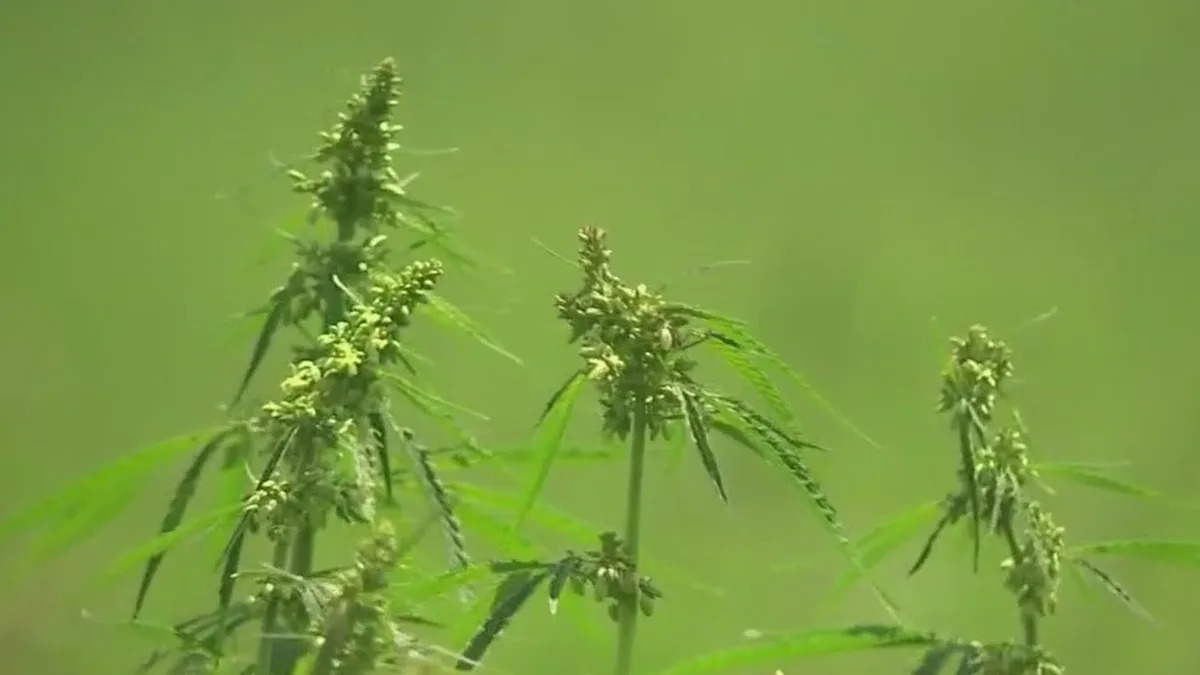 Texas lawmakers prepare for another push to ban THC during legislative session