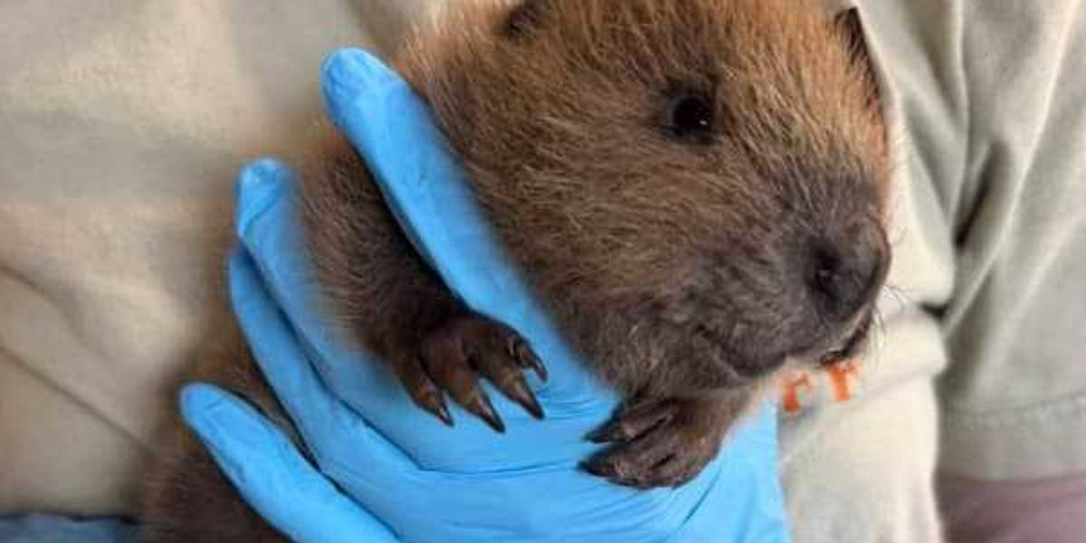Austin wildlife pro confirms rising animal sightings