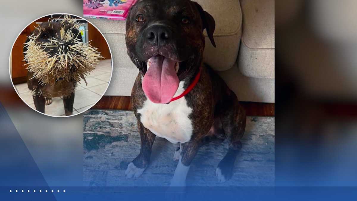 Texas community pays dog’s vet bill after porcupine attack