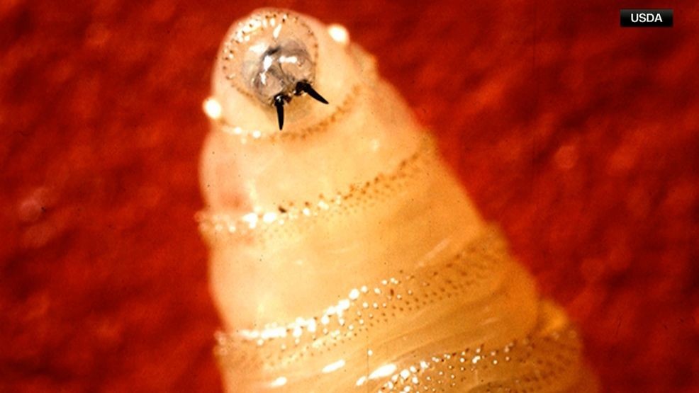 New World Screwworm is a parasitic fly that lays its eggs in the open wounds of living, warm-blooded animals. (USDA)