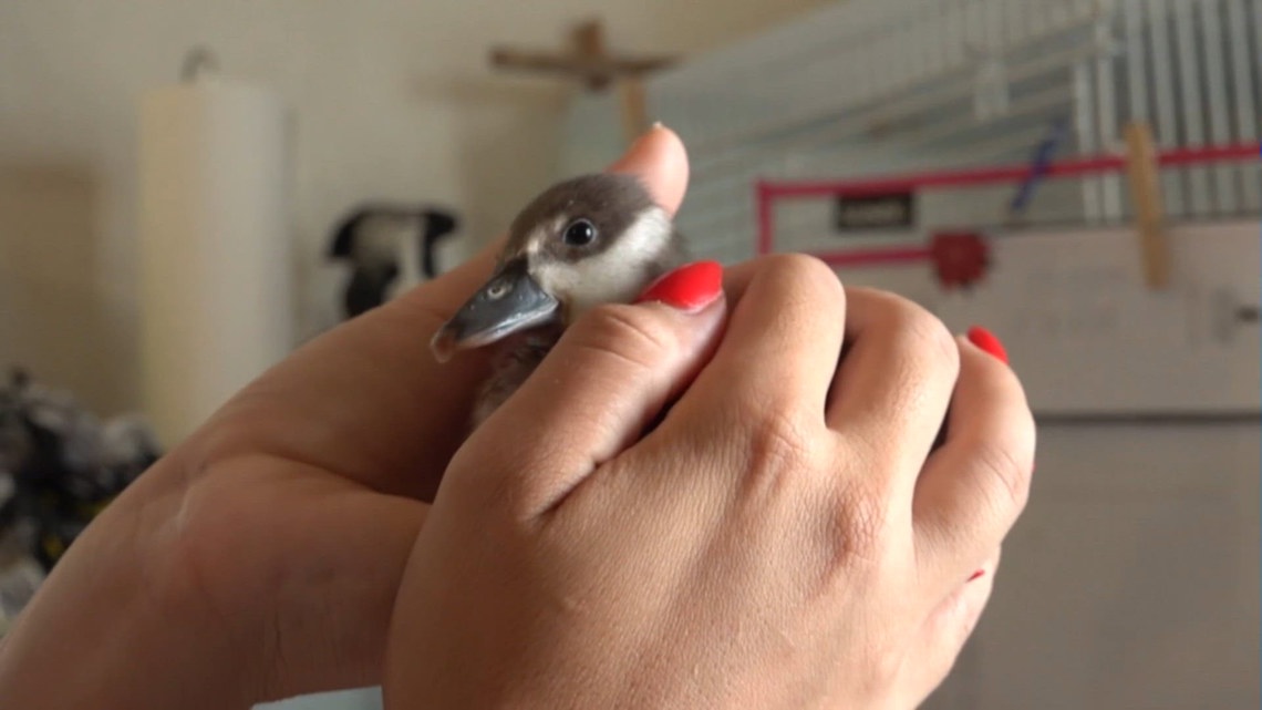 'Mother of the Flock': How one woman's mission grew into a lifeline for injured birds across the Coastal Bend
