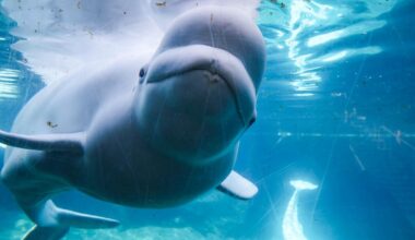 First beluga whales from Marineland arrive in Texas as international rescue effort gets underway