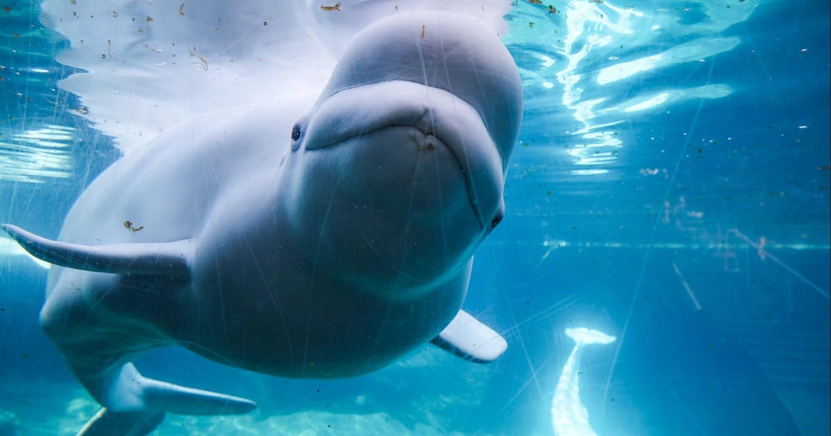 First beluga whales from Marineland arrive in Texas as international rescue effort gets underway