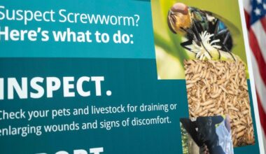 Flesh-eating screwworms are spreading in Texas. Here's how to spot the signs in your pet.