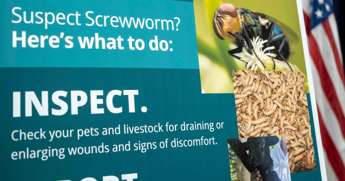Flesh-eating screwworms are spreading in Texas. Here's how to spot the signs in your pet.