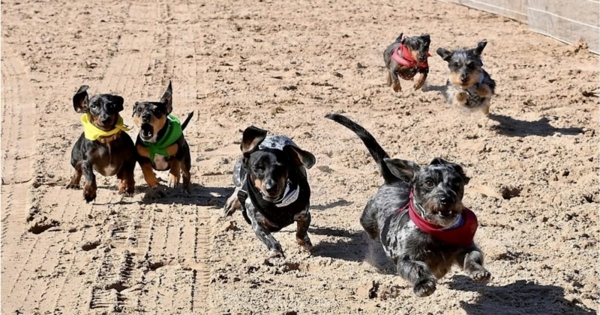 Plant Bingo, Weiner Fest: 5 Dallas-Fort Worth events to check out July 24-26