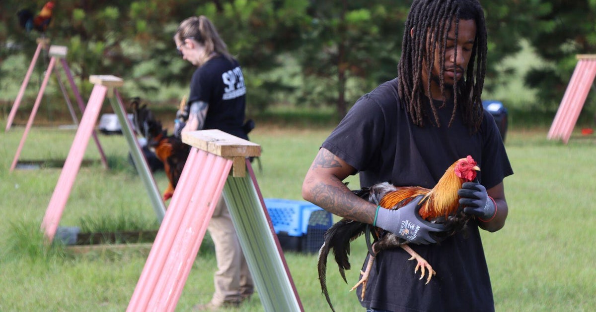 Nearly 200 birds seized, East Texas man arrested in raid on alleged cockfighting ring east of Dallas, the SPCA says