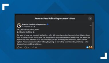 Aransas Pass police warn of alligator sighting near Harbor Island