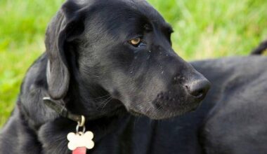 Humane Society of North Texas collecting donations for animals impacted by Central Texas flooding