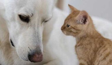 Fort Worth rolls out free mobile spay and neuter clinic