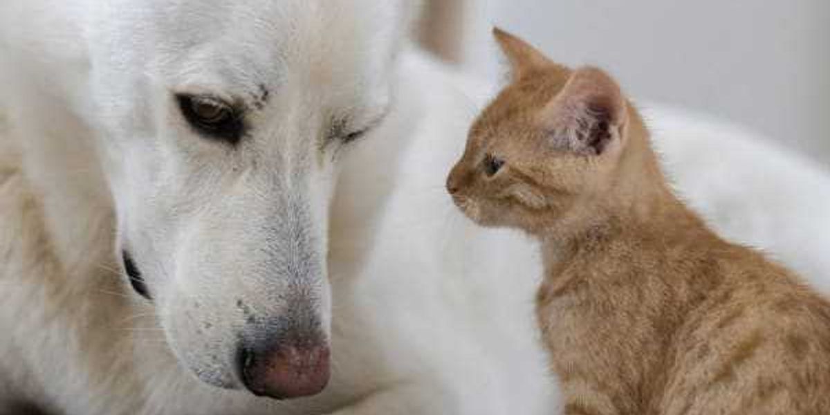 Fort Worth rolls out free mobile spay and neuter clinic