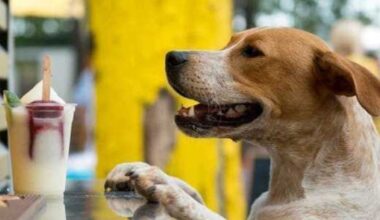 Mutts Clearfork suddenly closes and more Fort Worth stories
