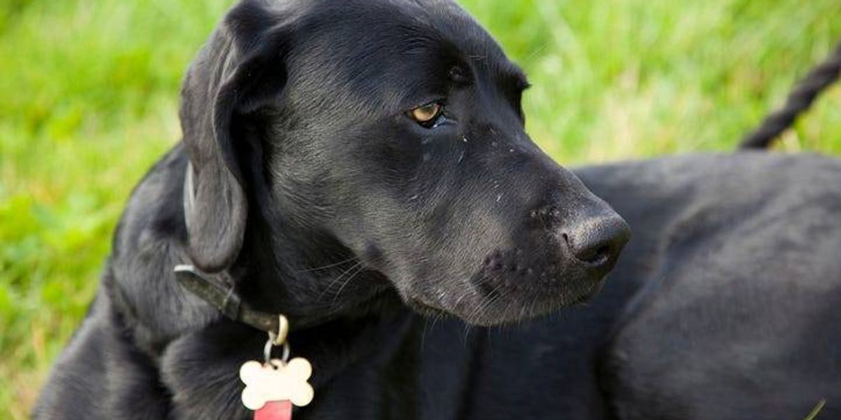 Humane Society of North Texas collecting donations for animals impacted by Central Texas flooding