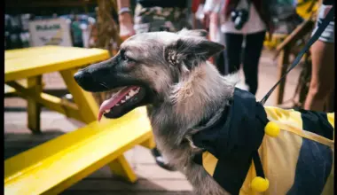 a dog dressed up as a bee at Mutt's cantina.