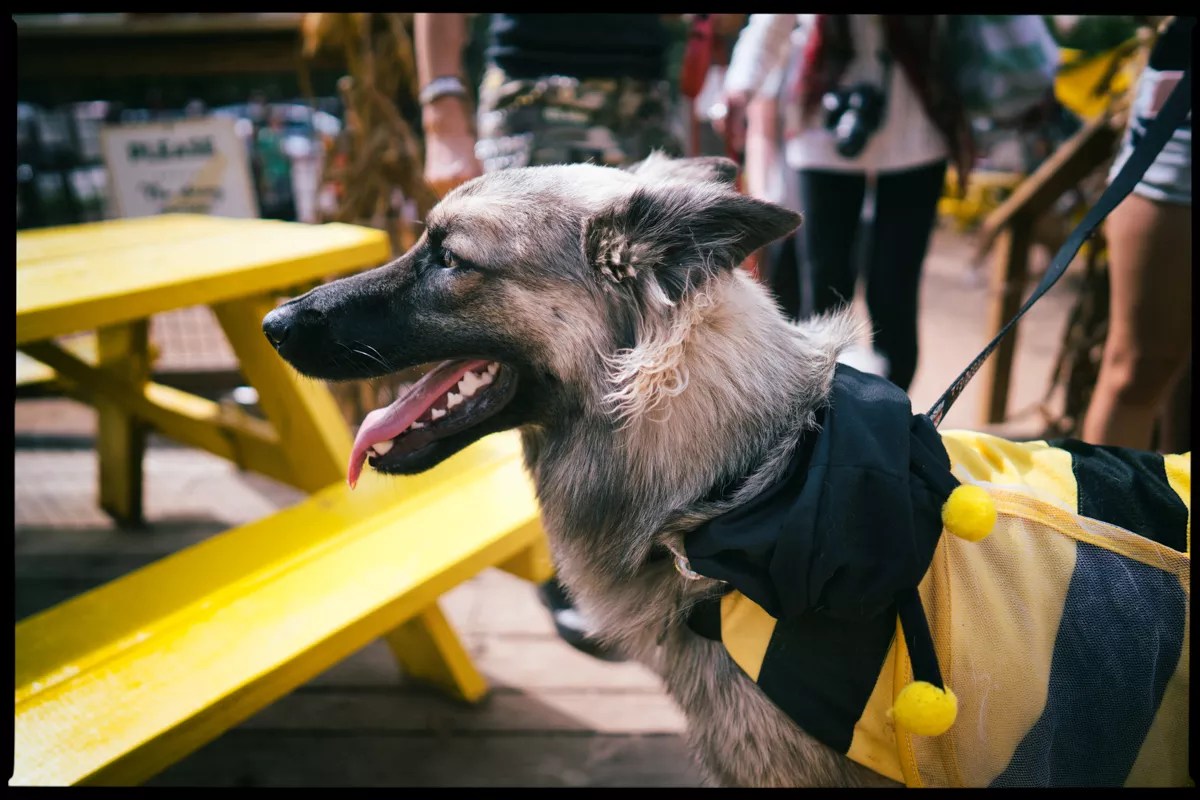 a dog dressed up as a bee at Mutt's cantina.