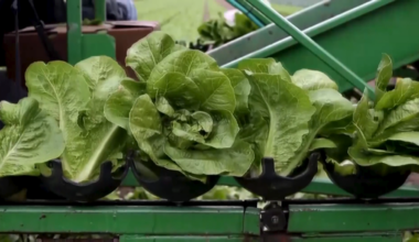 Parasite-linked cyclospora cases rise in Texas – NBC 5 Dallas-Fort Worth