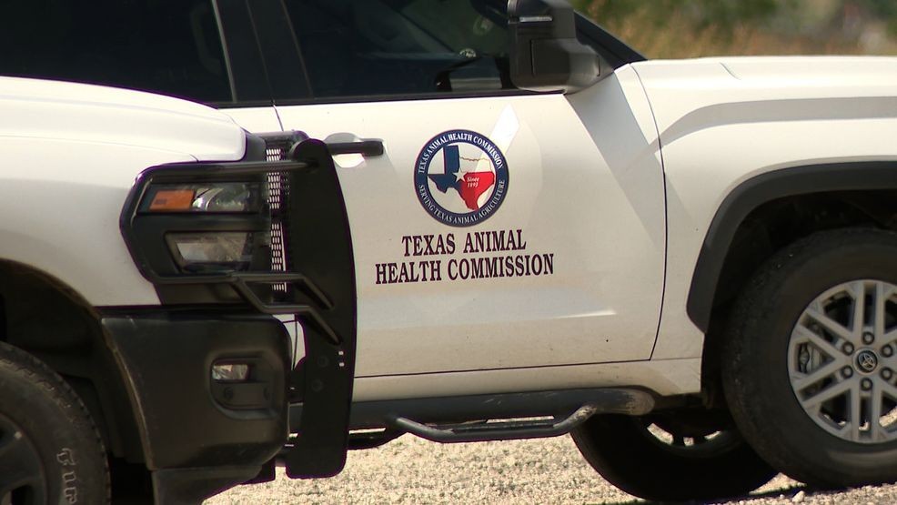 According to the Texas Animal Health Commission, there are currently more than 30 confirmed cases in Texas, spanning 13 counties and 26 affected premises. (KTXS/Scott Martin)