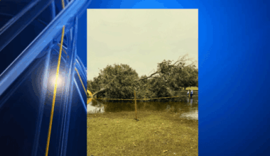 City parks crews removing large damaged tree at Eastwood Park
