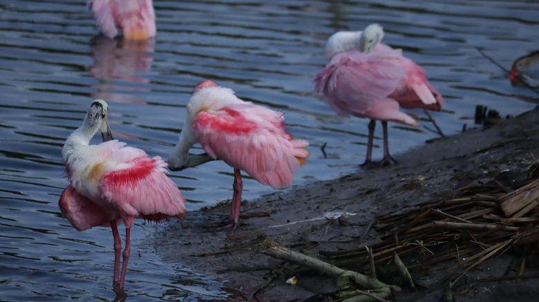 Rosate spoonbills migrating on South Padre Island