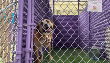 El Paso Animal Services sees influx of lost dogs after Fourth of July fireworks