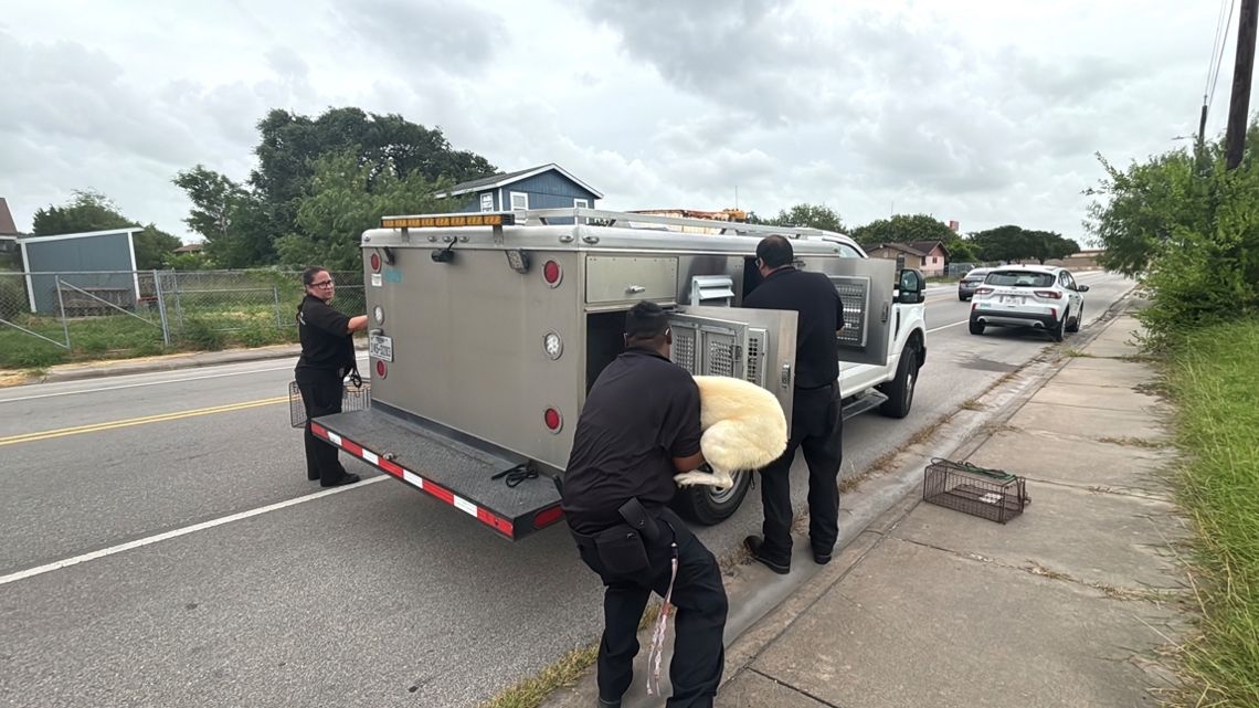 More than 30 animals removed during Corpus Christi eviction