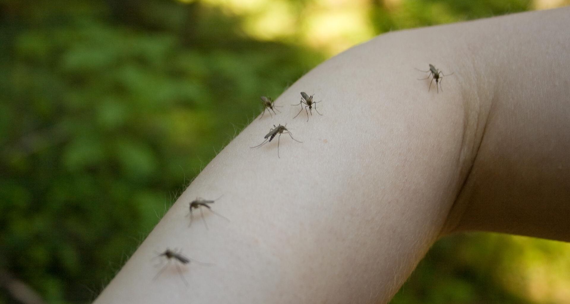 Corpus Christi offering free mosquito prevention kits this week