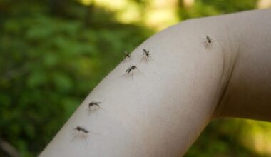 Corpus Christi offering free mosquito prevention kits this week
