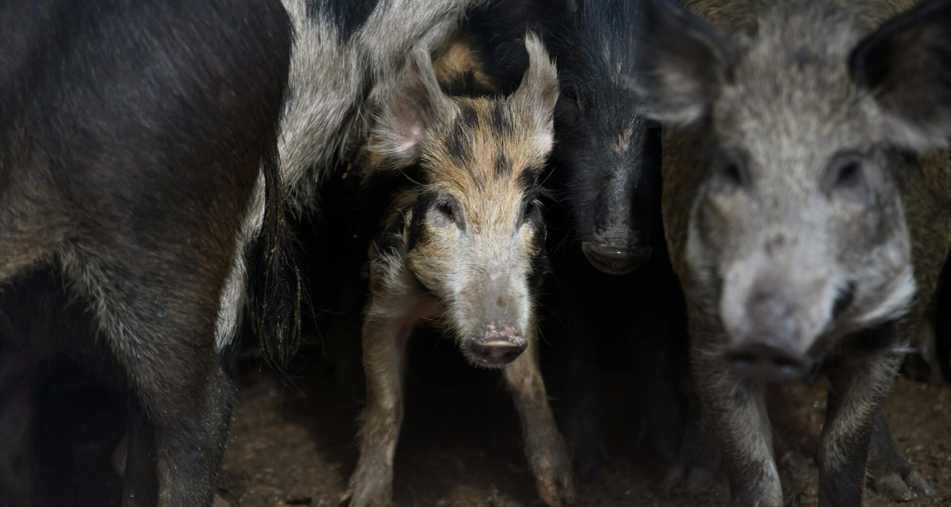 Screwworms and Feral Hogs Are Bound to Clash. Will Anybody Win? – Texas Monthly
