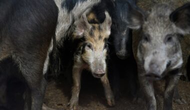 Screwworms and Feral Hogs Are Bound to Clash. Will Anybody Win? – Texas Monthly