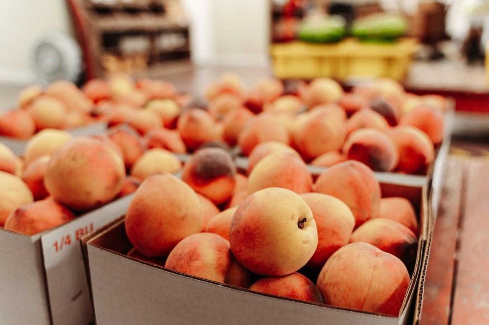 Fredericksburg peaches