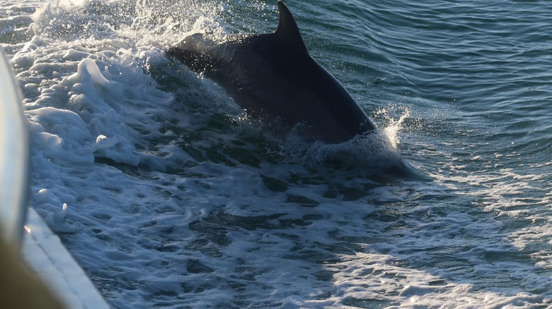 Dolphins swimming next to a cruise in South Padre Island