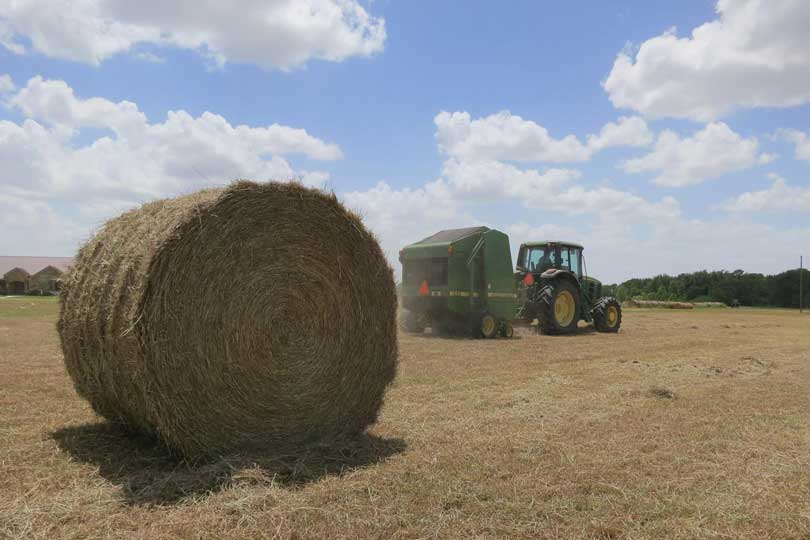 Rainfall across parts of Texas is creating challenges for hay producers, delaying harvest and, in some cases, affecting hay quality despite strong forage growth.