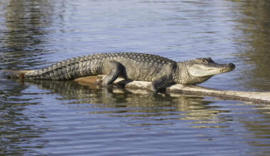 These Texas Lakes Are Major Alligator Hotspots