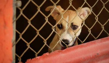 Dozens of dogs were stranded by Texas floods. Austin rescuers answered the call