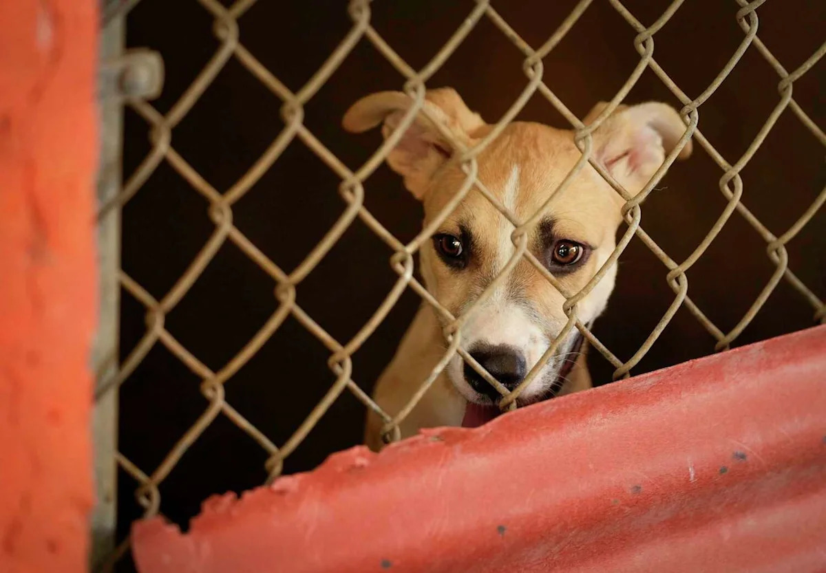 Dozens of dogs were stranded by Texas floods. Austin rescuers answered the call