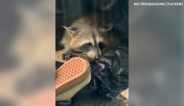 A Raccoon Got Stuck in a Stormy Texas Lake, and Good Samaritans Epically Rescued It
