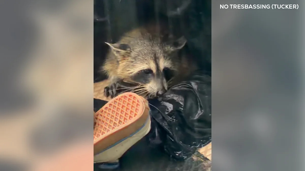 A Raccoon Got Stuck in a Stormy Texas Lake, and Good Samaritans Epically Rescued It