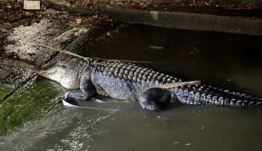 Texas has an alligator warning for this popular Houston-area lake