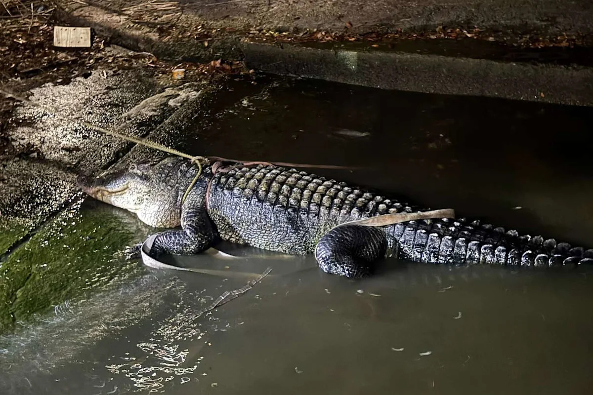 Texas has an alligator warning for this popular Houston-area lake