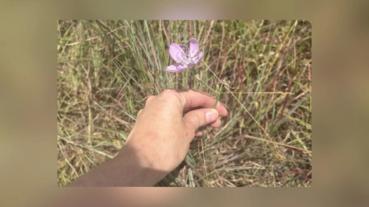 Dallas-Fort Worth And San Antonio Amongst Top World Performers In City Nature Challenge