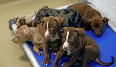 Which pets get adopted the most from Dallas' city animal shelter?