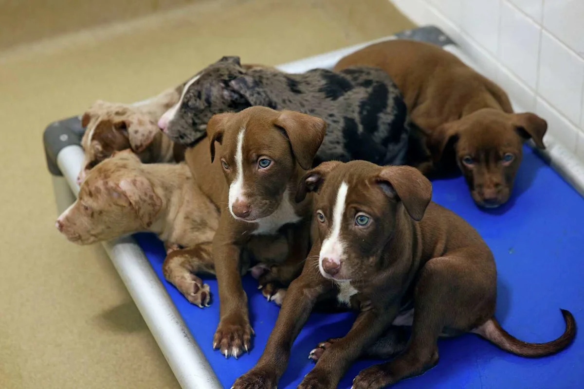 Which pets get adopted the most from Dallas' city animal shelter?